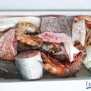 Pack Teranga – Spécial Famille